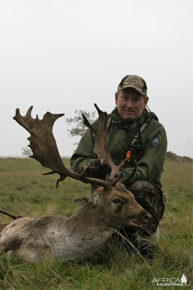 Fallow deer  Denmark