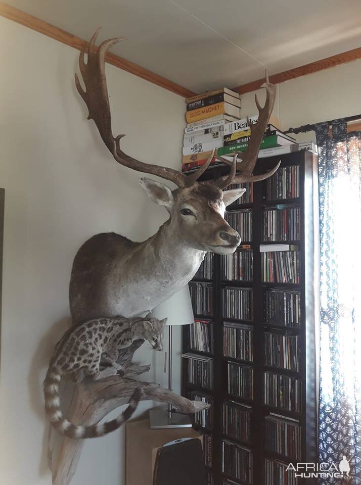 Fallow deer Denmark