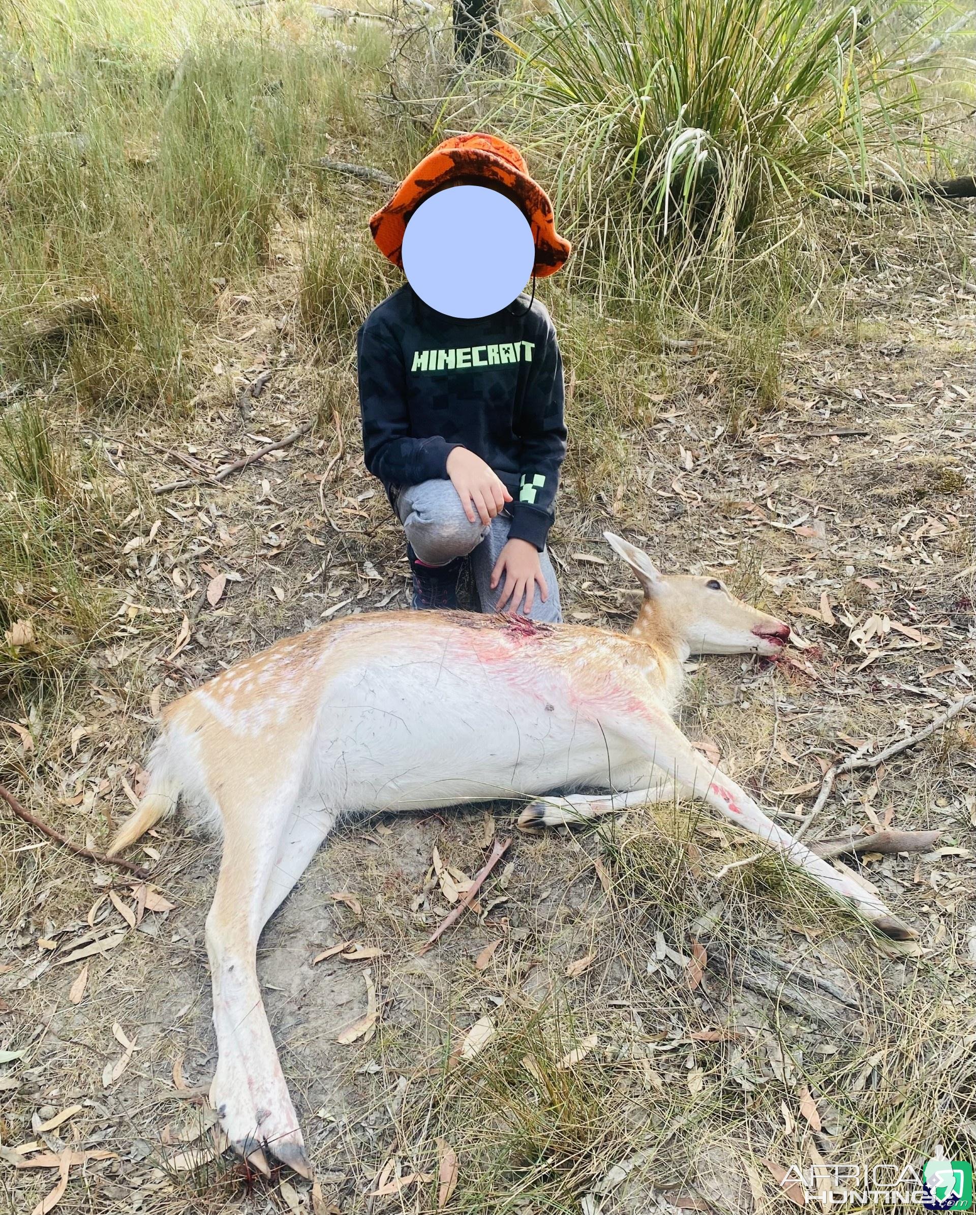 Fallow Deer Doe Hunt Australia