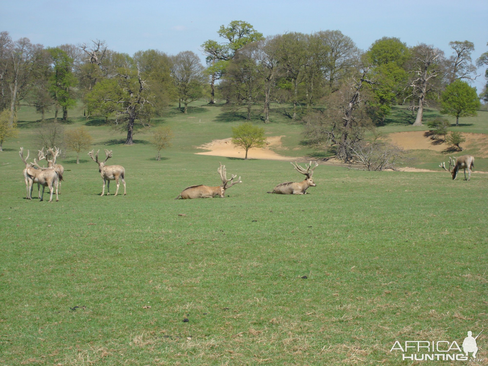 Fallow Deer England