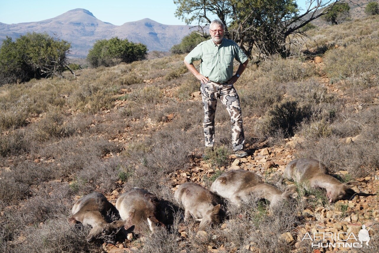 Fallow Deer Female South Africa Cull Hunt