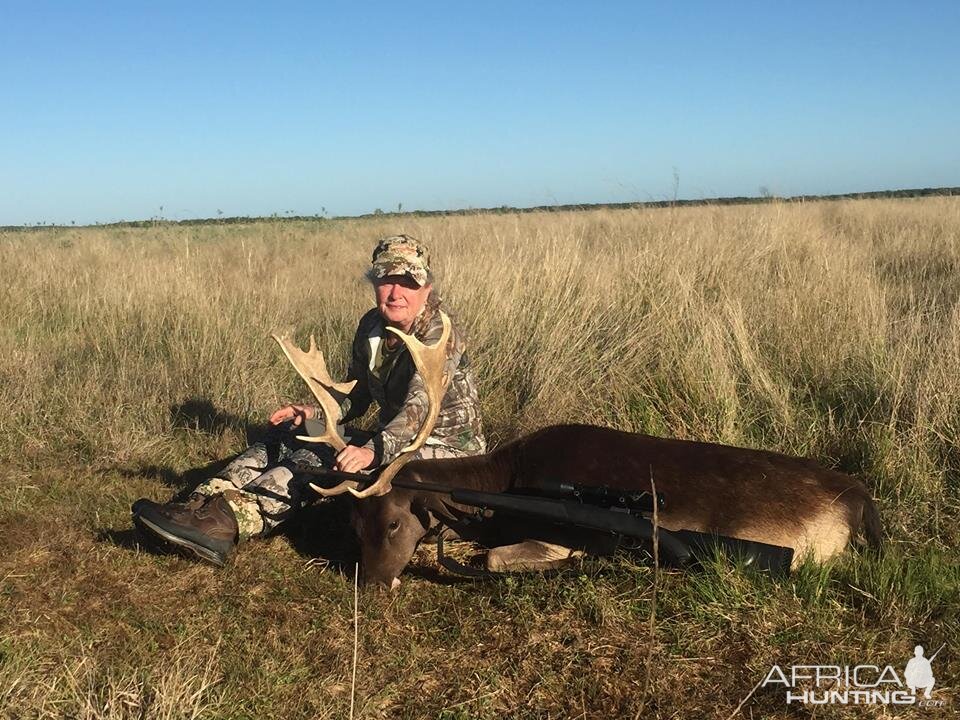 Fallow Deer Hunt Argentina