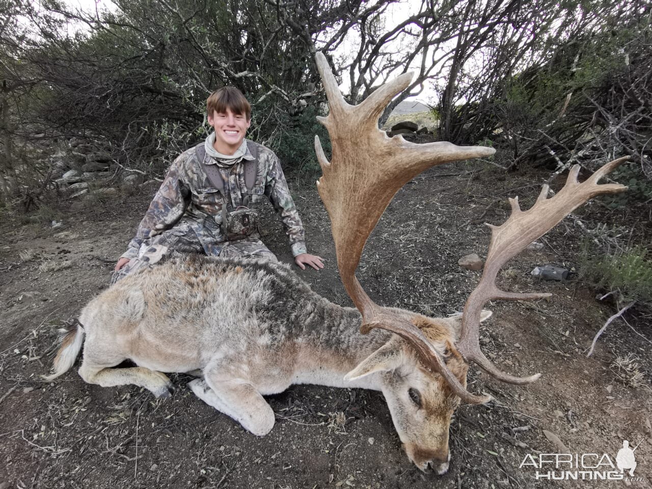 Fallow Deer Hunt Eastern Cape South Africa