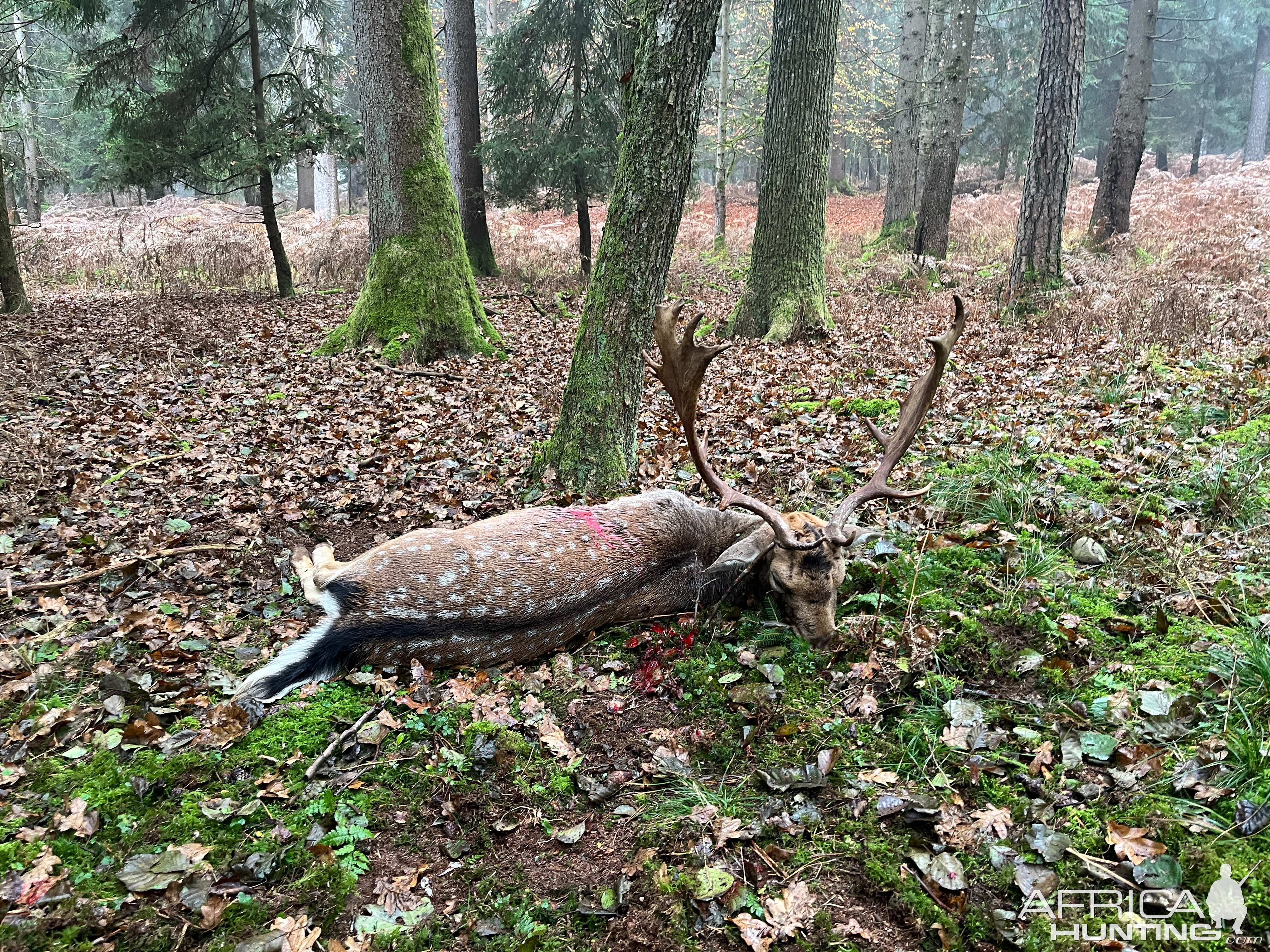 Fallow Deer Hunt Hungary