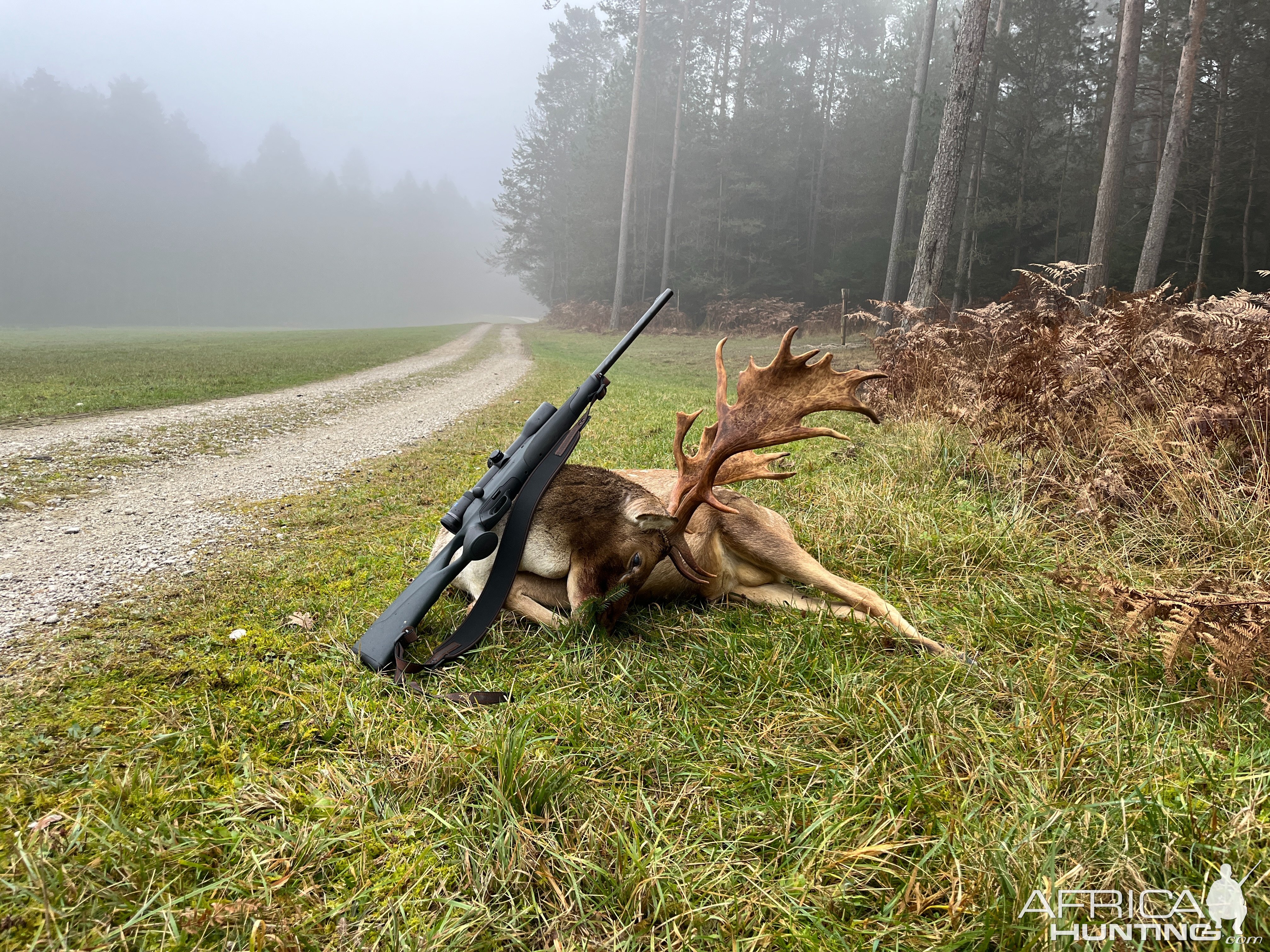 Fallow Deer Hunt Hungary