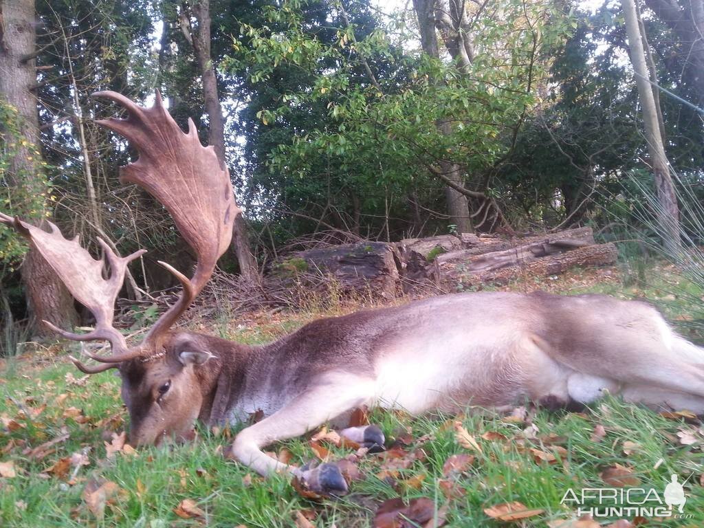 Fallow Deer Hunt in England