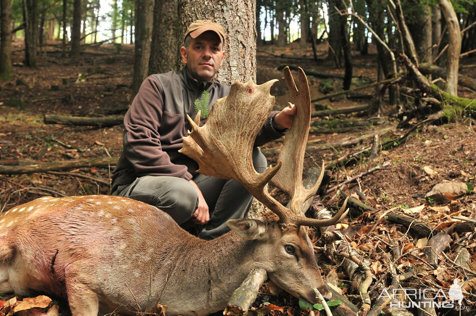 Fallow Deer Hunt in France