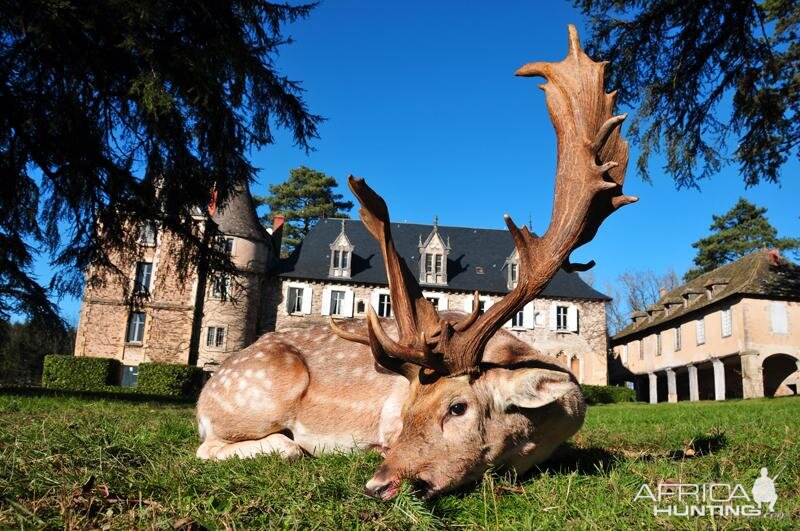 Fallow Deer Hunt in France