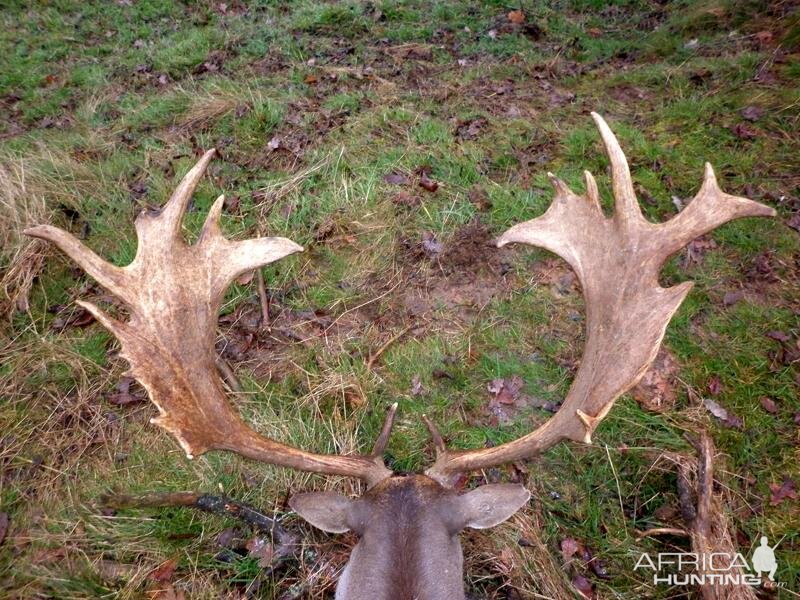 Fallow Deer Hunt in France