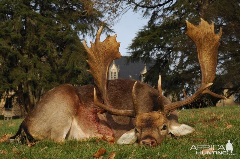 Fallow Deer Hunt in France