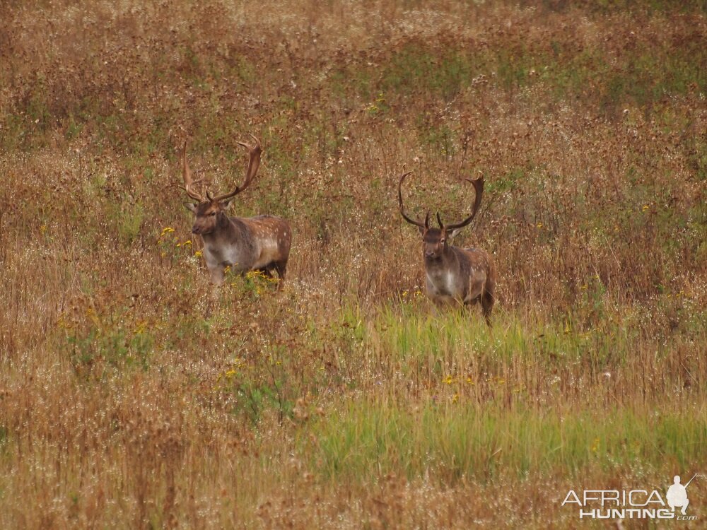 Fallow Deer Hunt in Romania