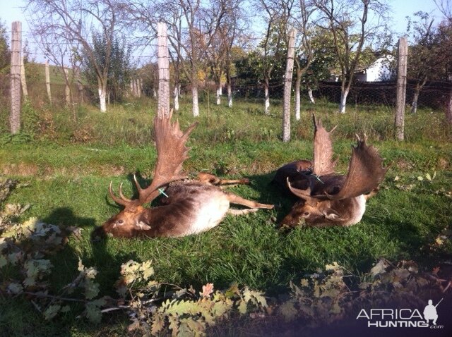 Fallow Deer Hunt in Romania