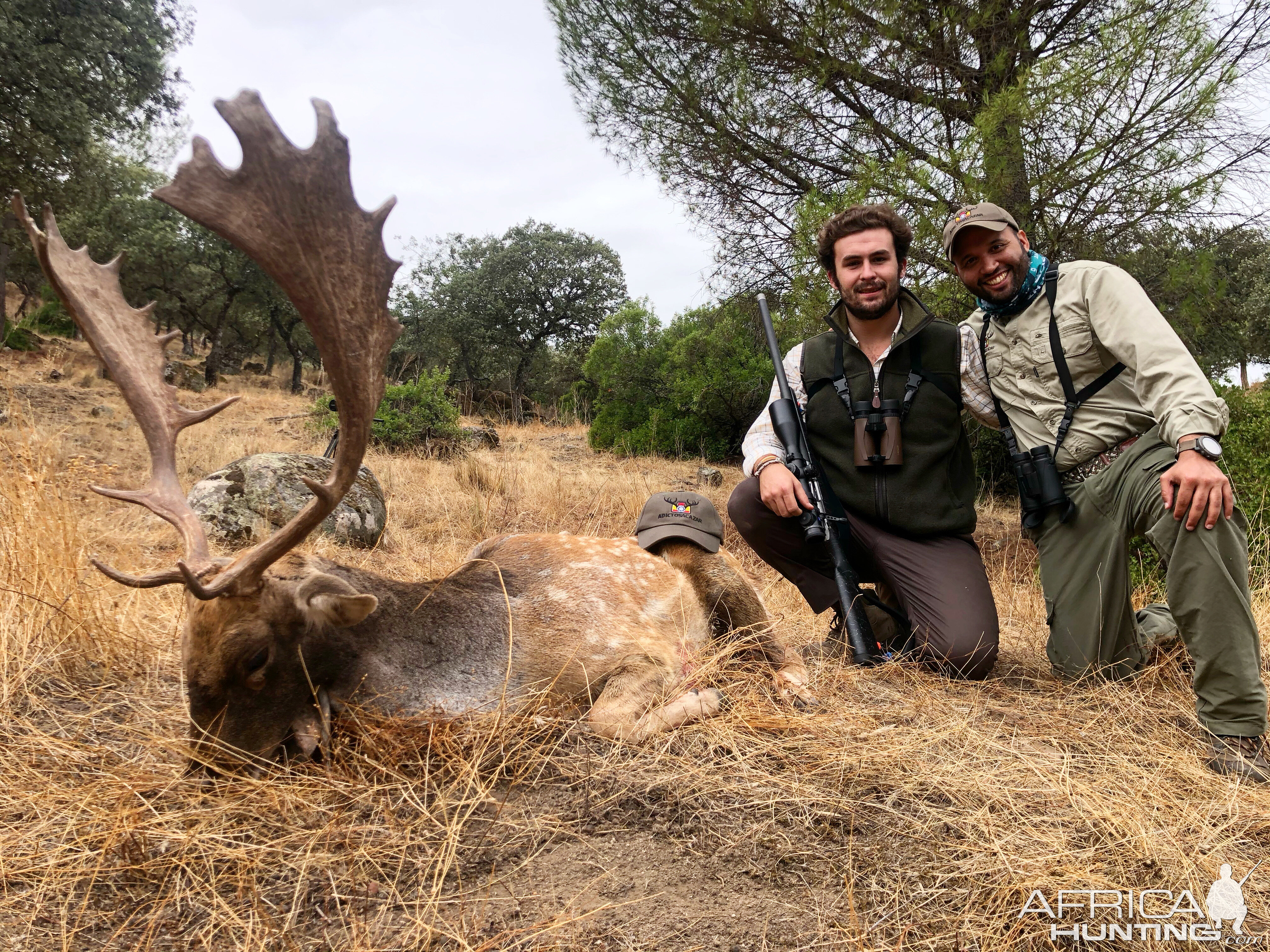 Fallow Deer Hunt in Spain