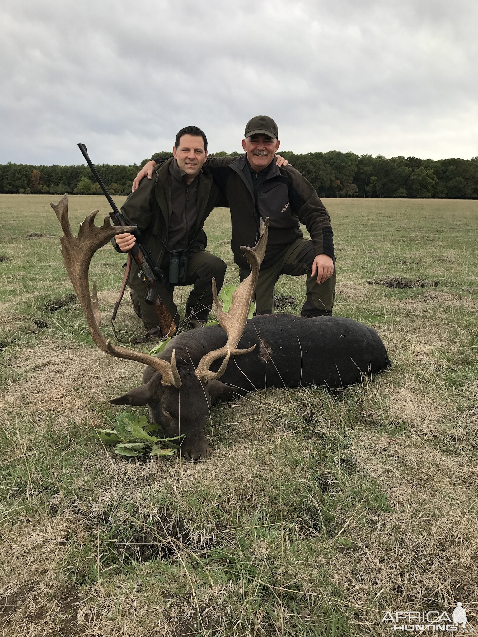 Fallow Deer Hunt Romania