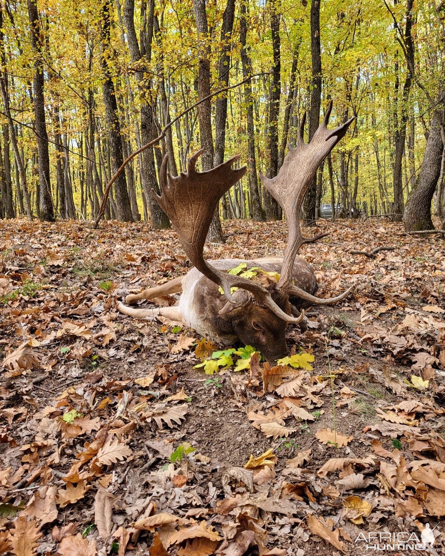 Fallow Deer Hunt Romania