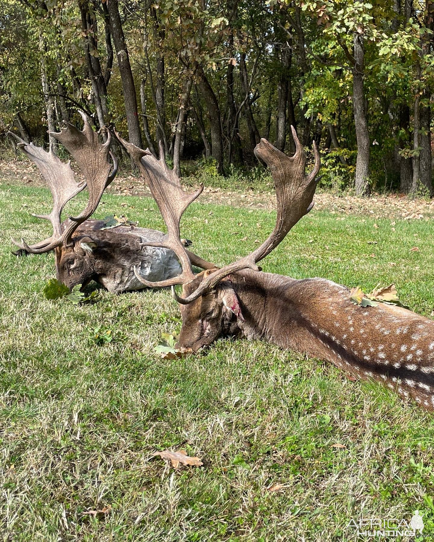 Fallow Deer Hunt Romania