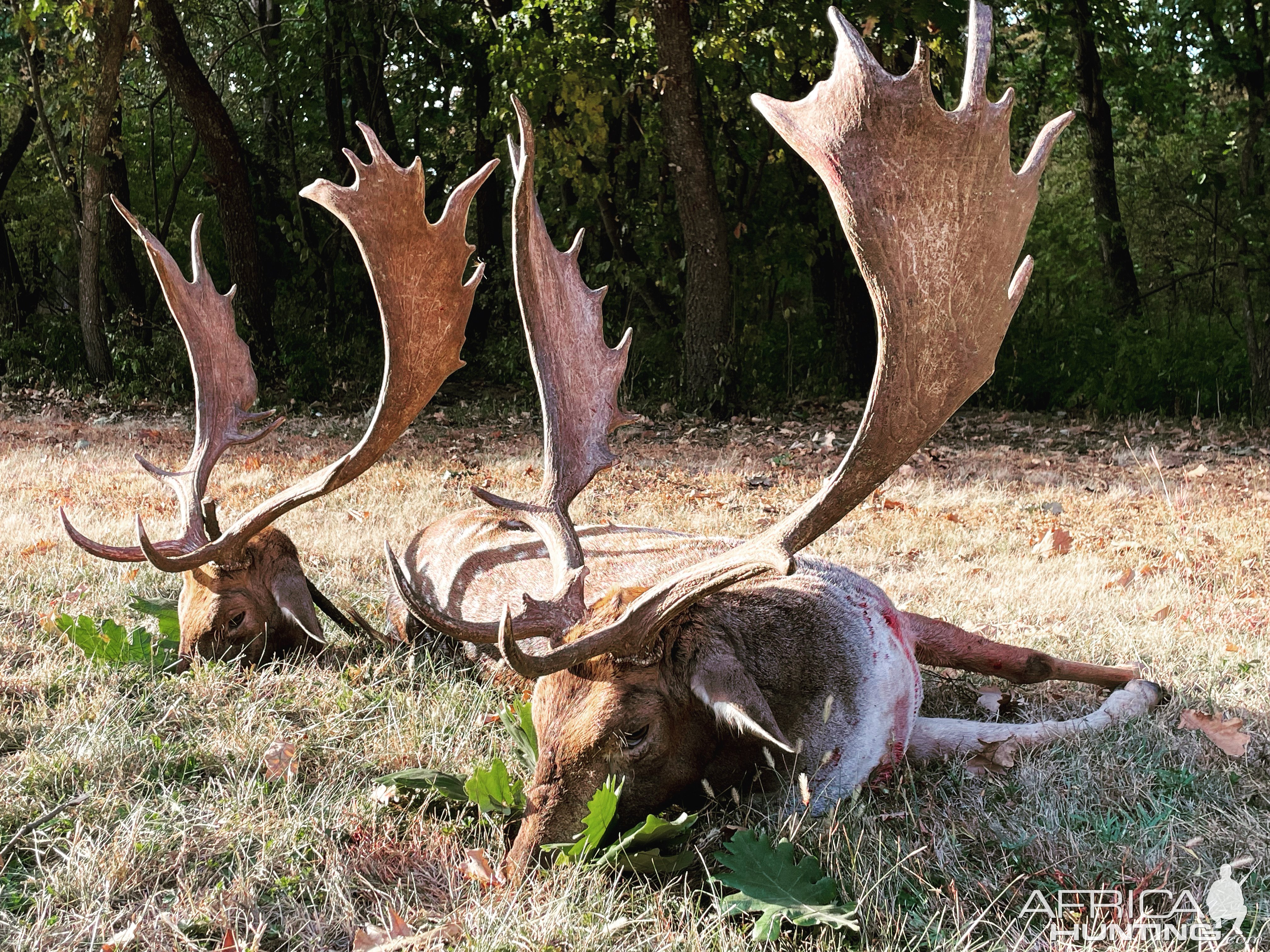 Fallow Deer Hunt Romania