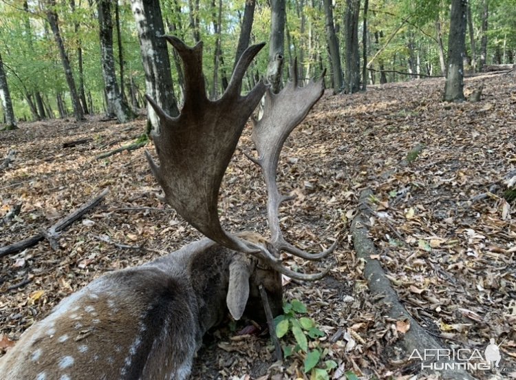 Fallow Deer Hunt Romania