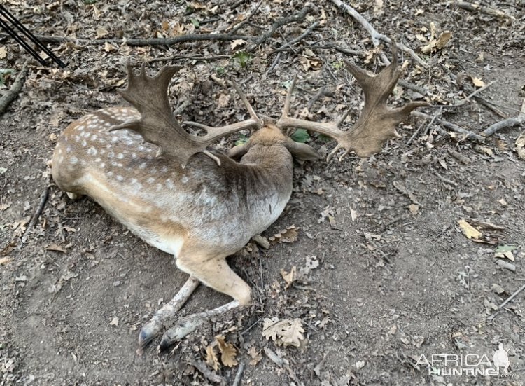 Fallow Deer Hunt Romania