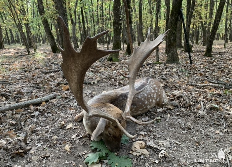 Fallow Deer Hunt Romania