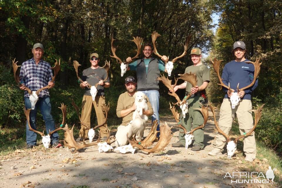 Fallow Deer Hunt Romania