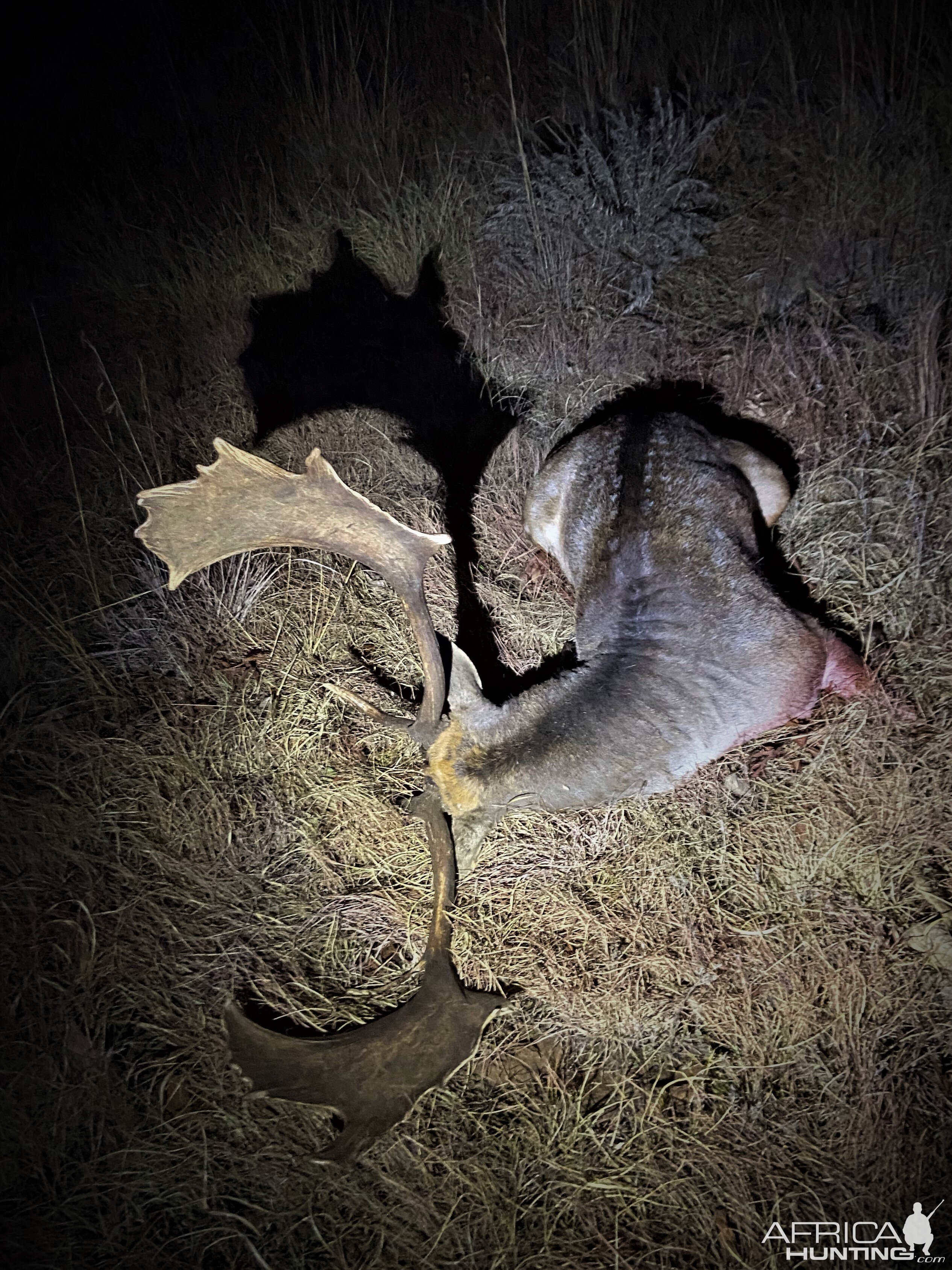 Fallow Deer Hunt South Africa