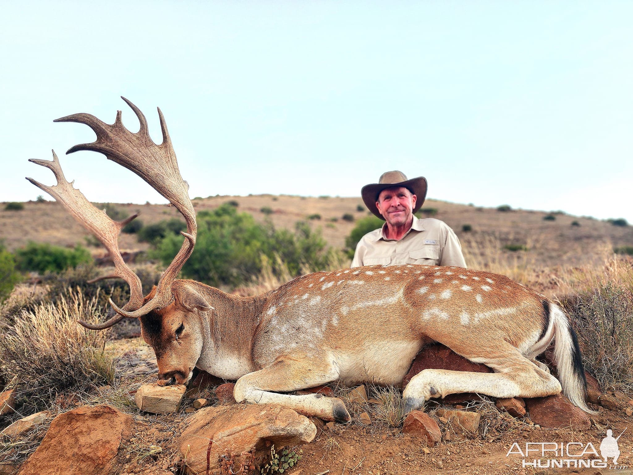 Fallow Deer Hunt South Africa