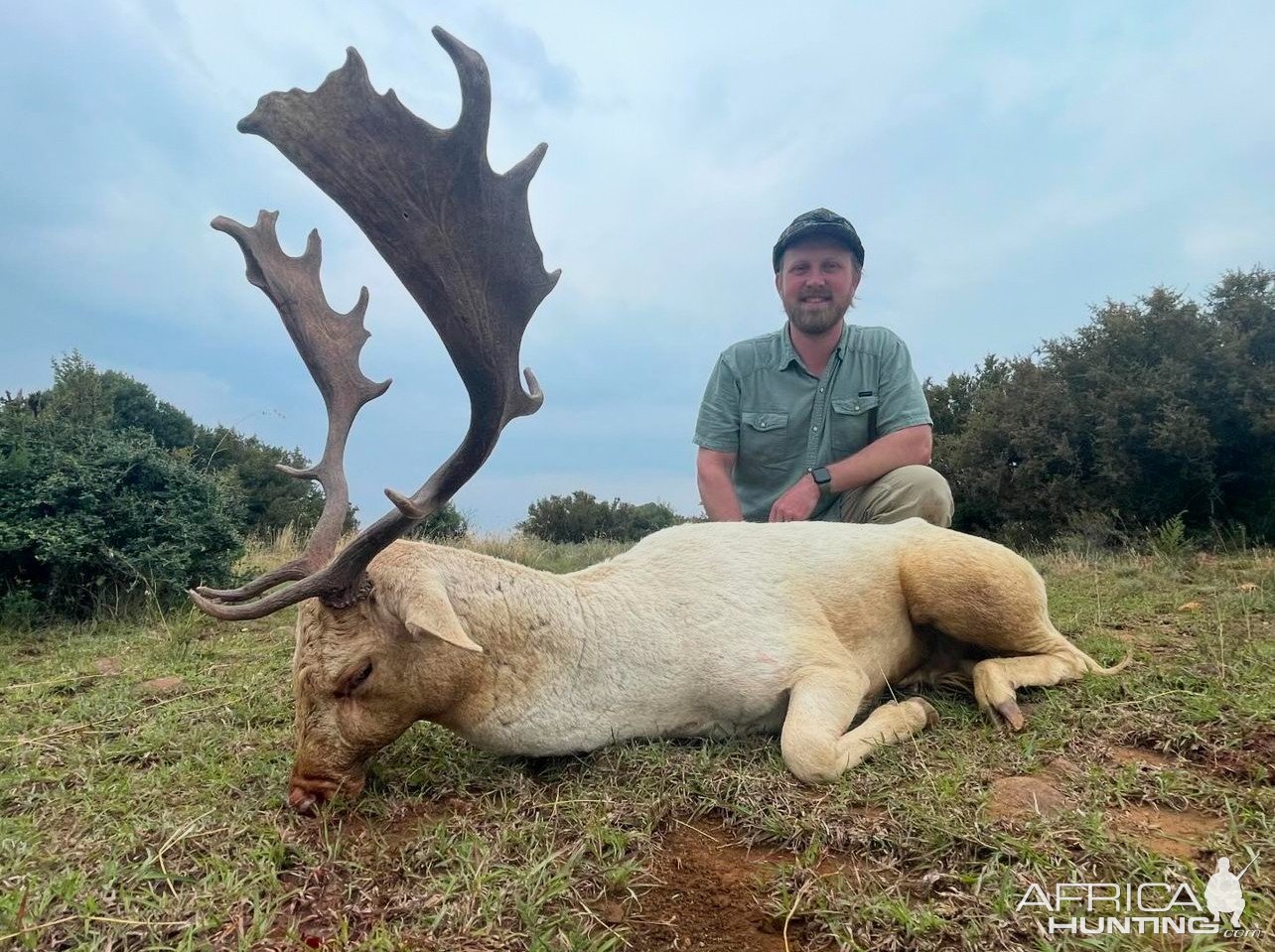 Fallow Deer Hunt South Africa