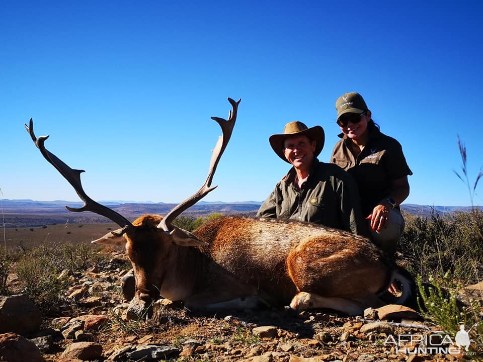 Fallow Deer Hunt South Africa