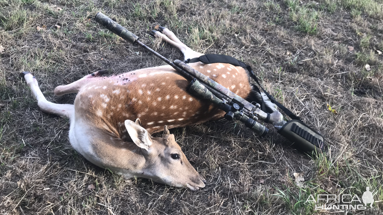 Fallow Deer Hunt