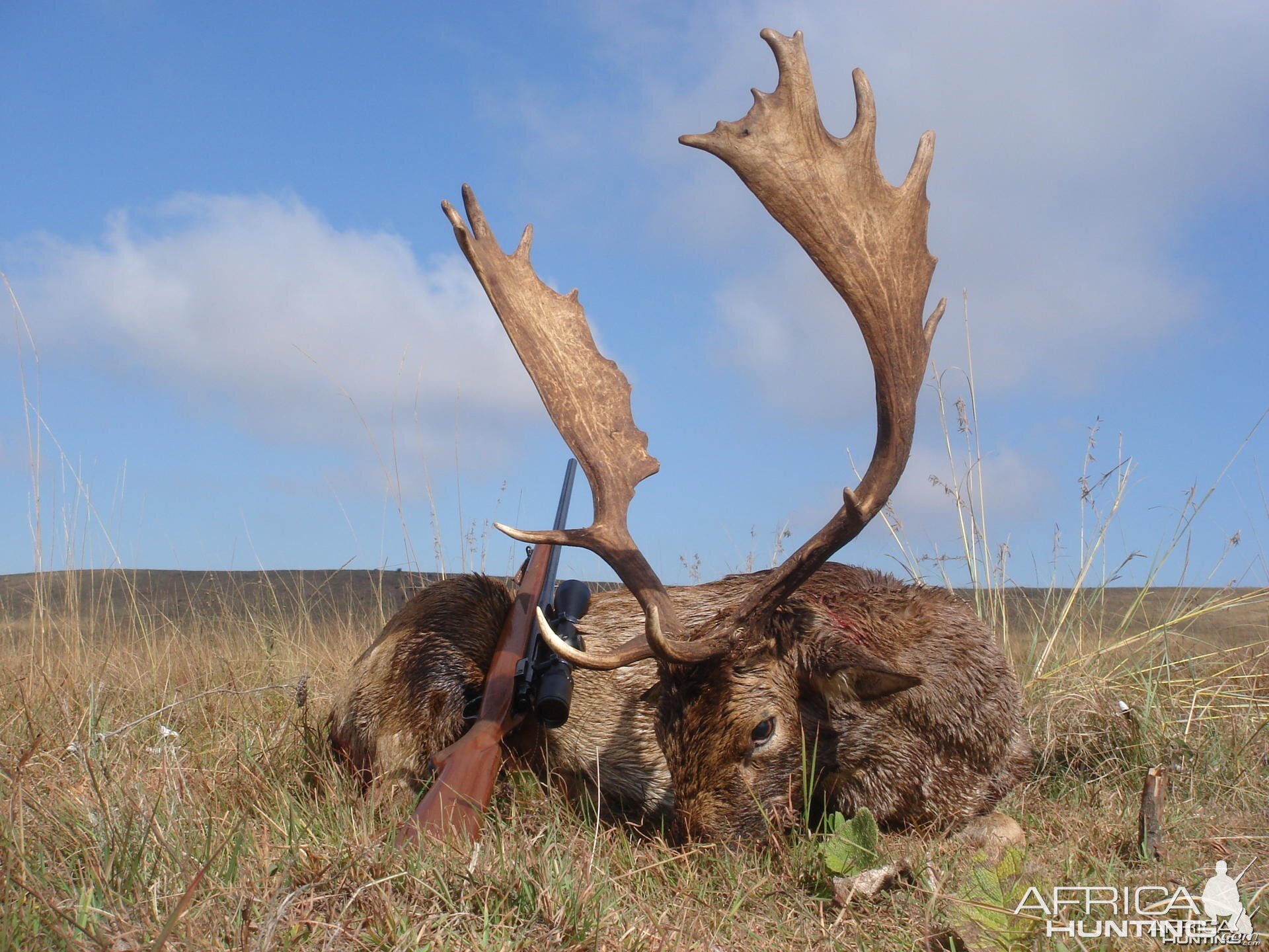 Fallow Deer hunt