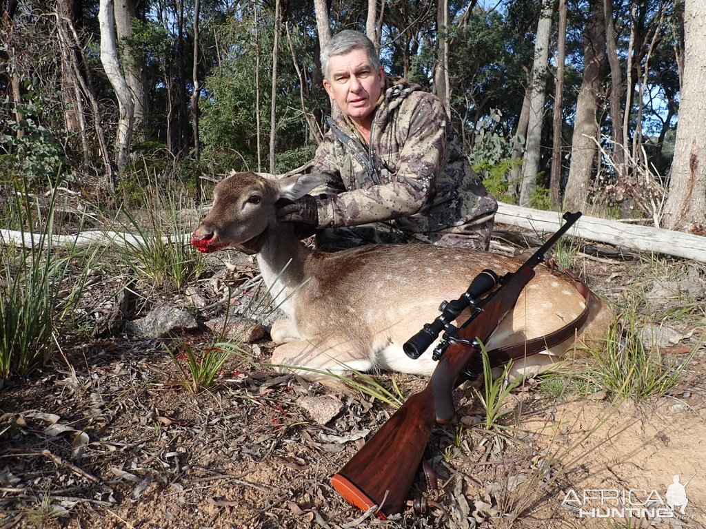 Fallow Deer Hunting Australia