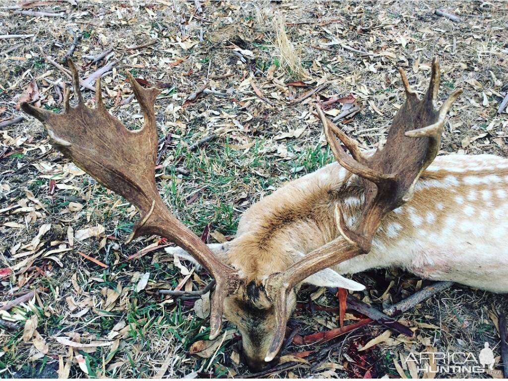 Fallow Deer Hunting Australia