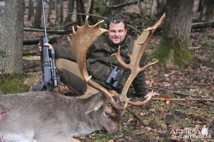 Fallow Deer Hunting in France