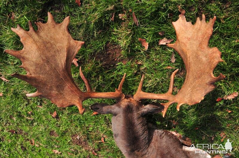 Fallow Deer Hunting in France