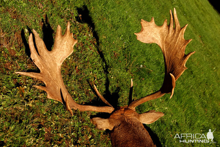 Fallow Deer Hunting in France