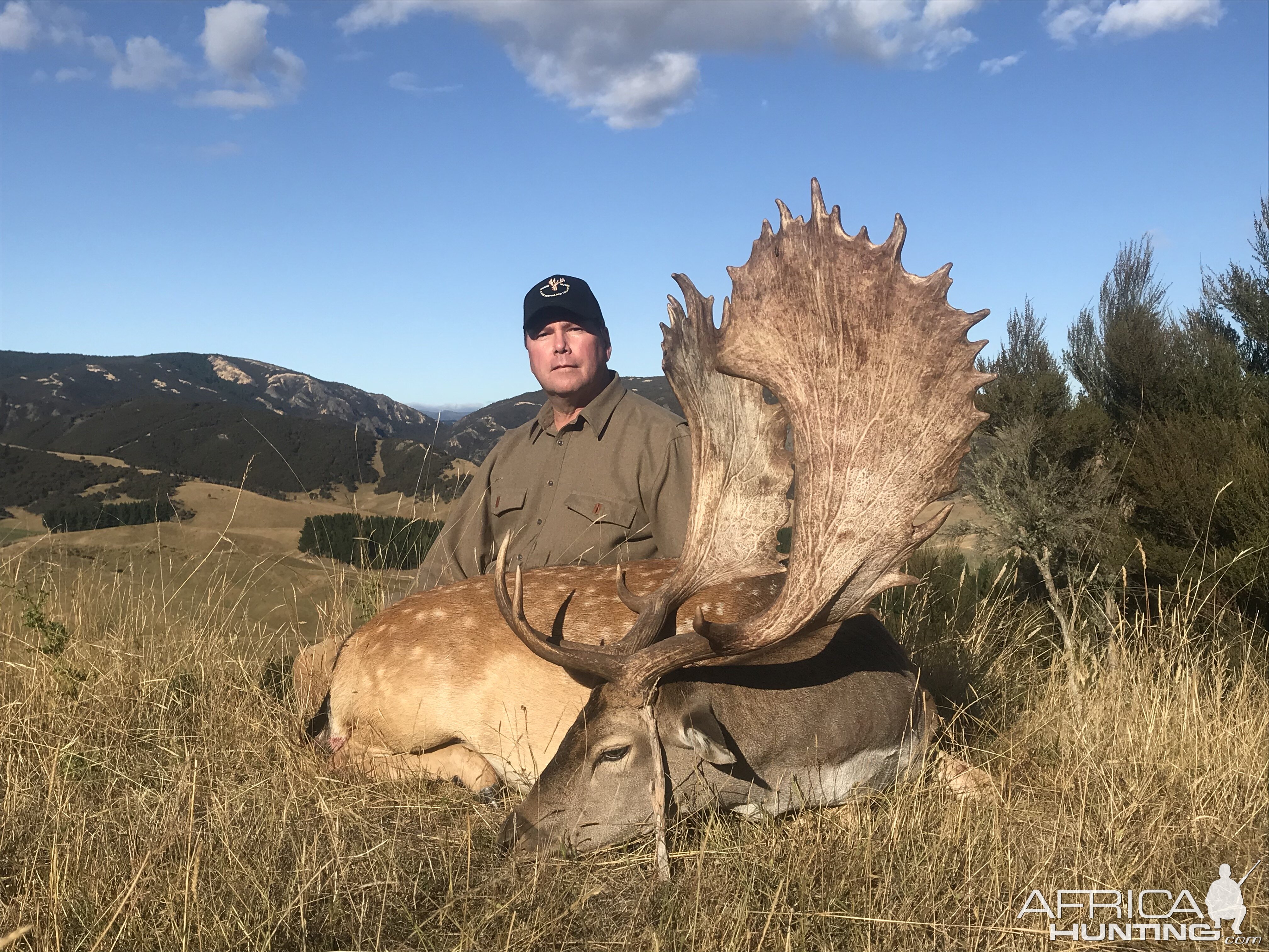 Fallow Deer Hunting New Zealand