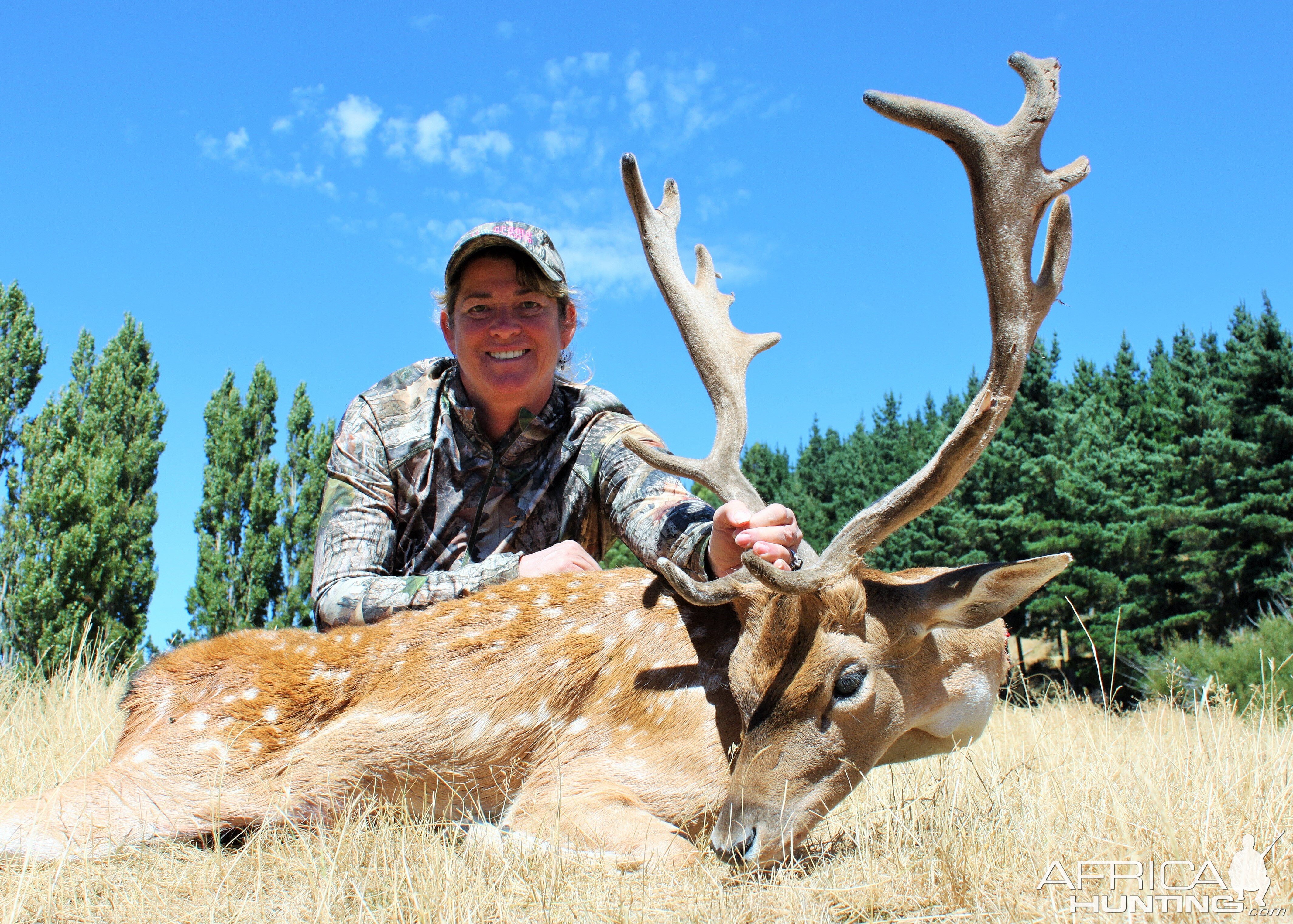 Fallow Deer Hunting New Zealand