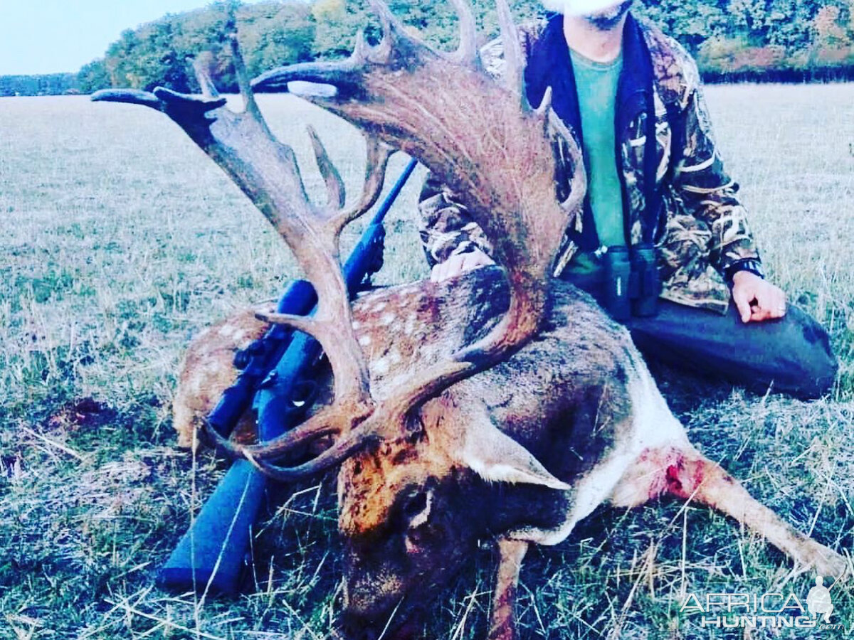 Fallow Deer Hunting Romania