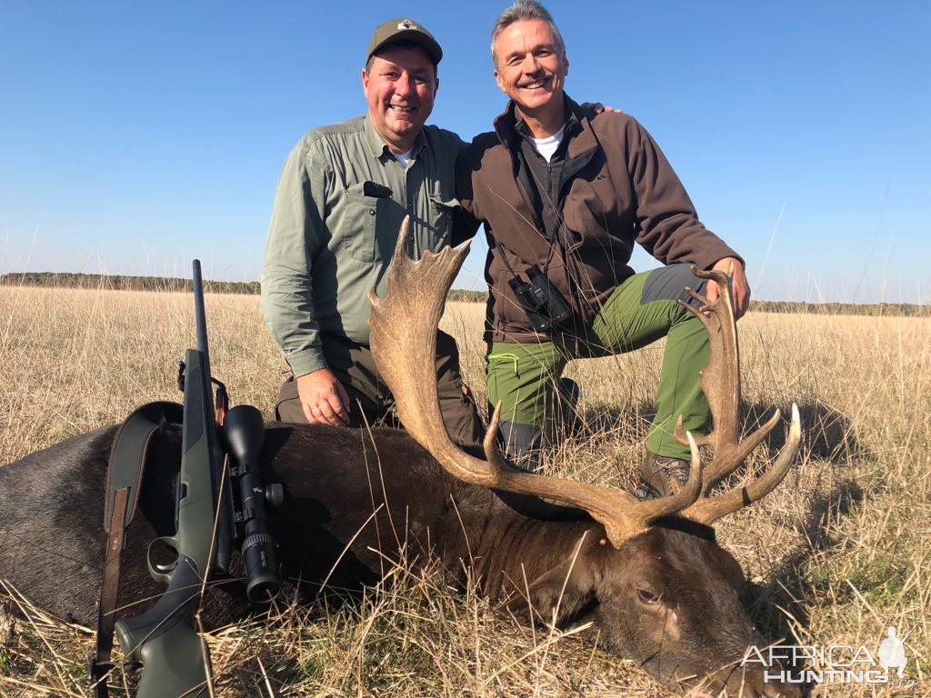 Fallow Deer Hunting Romania