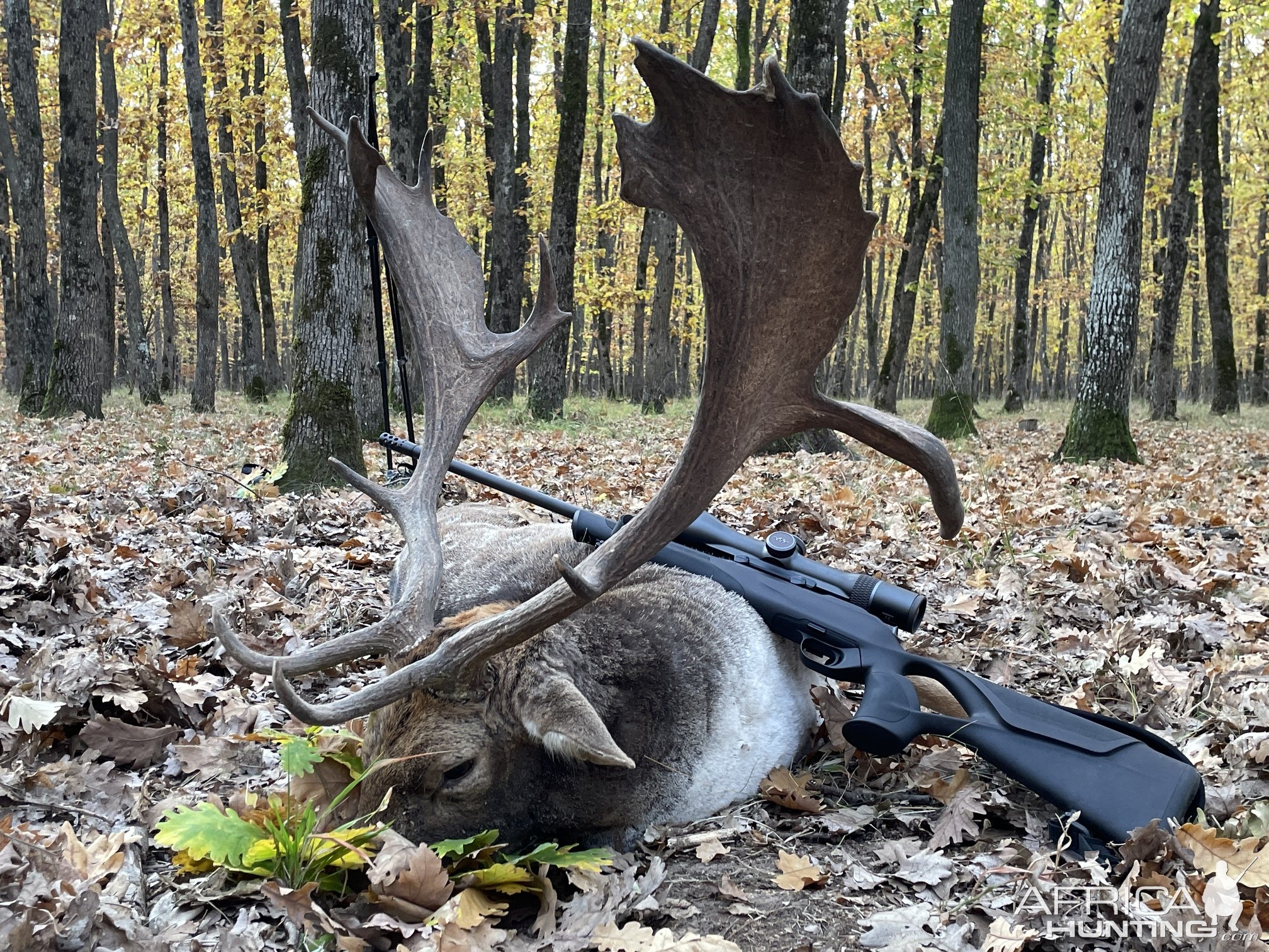 Fallow Deer Hunting Romania