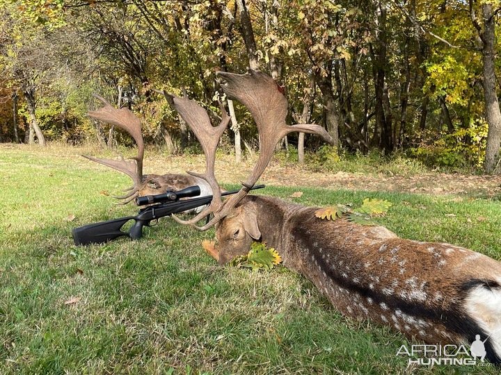 Fallow Deer Hunting Romania