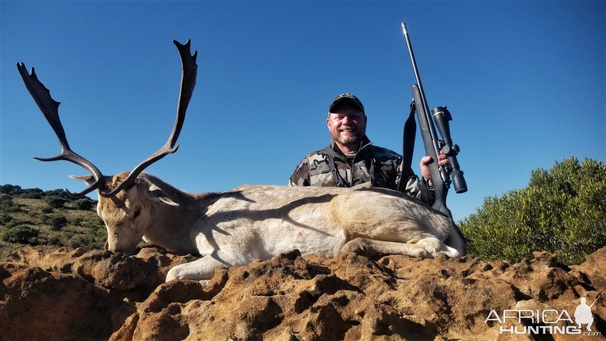 Fallow Deer Hunting South Africa