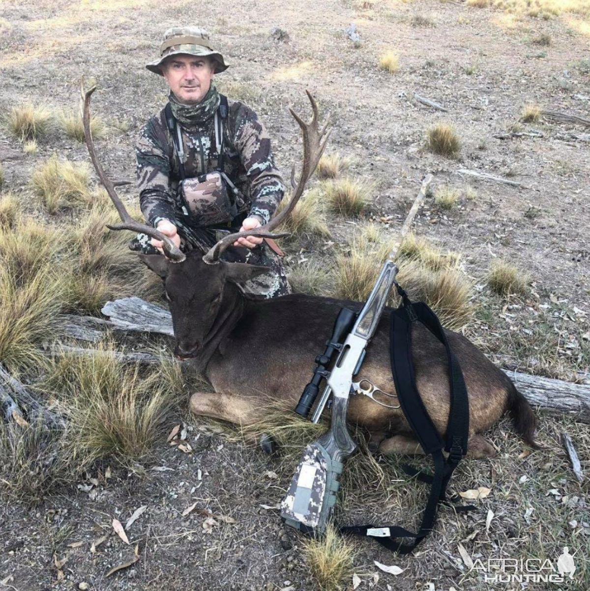 Fallow Deer Hunting