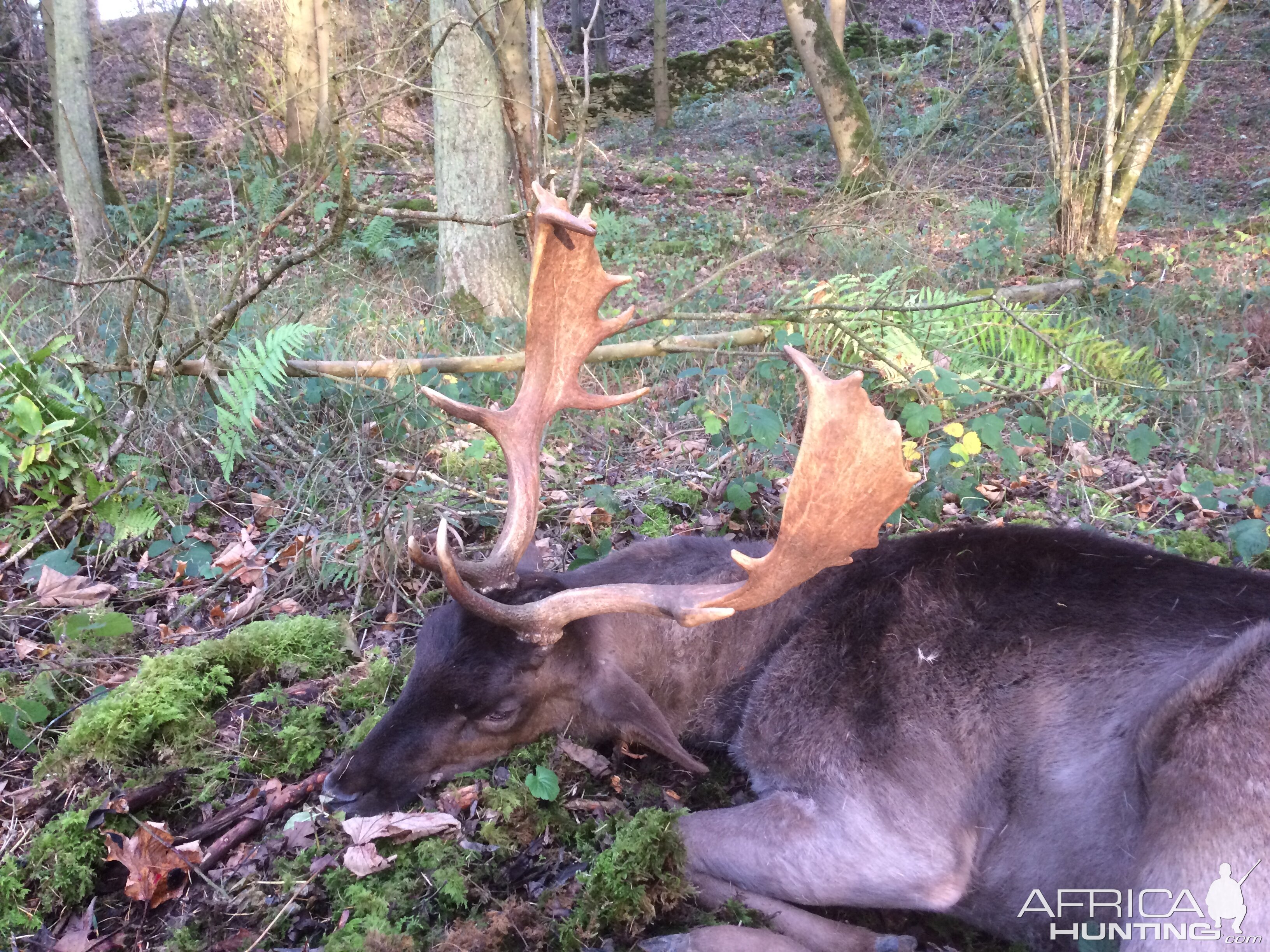 Fallow Deer Hunting