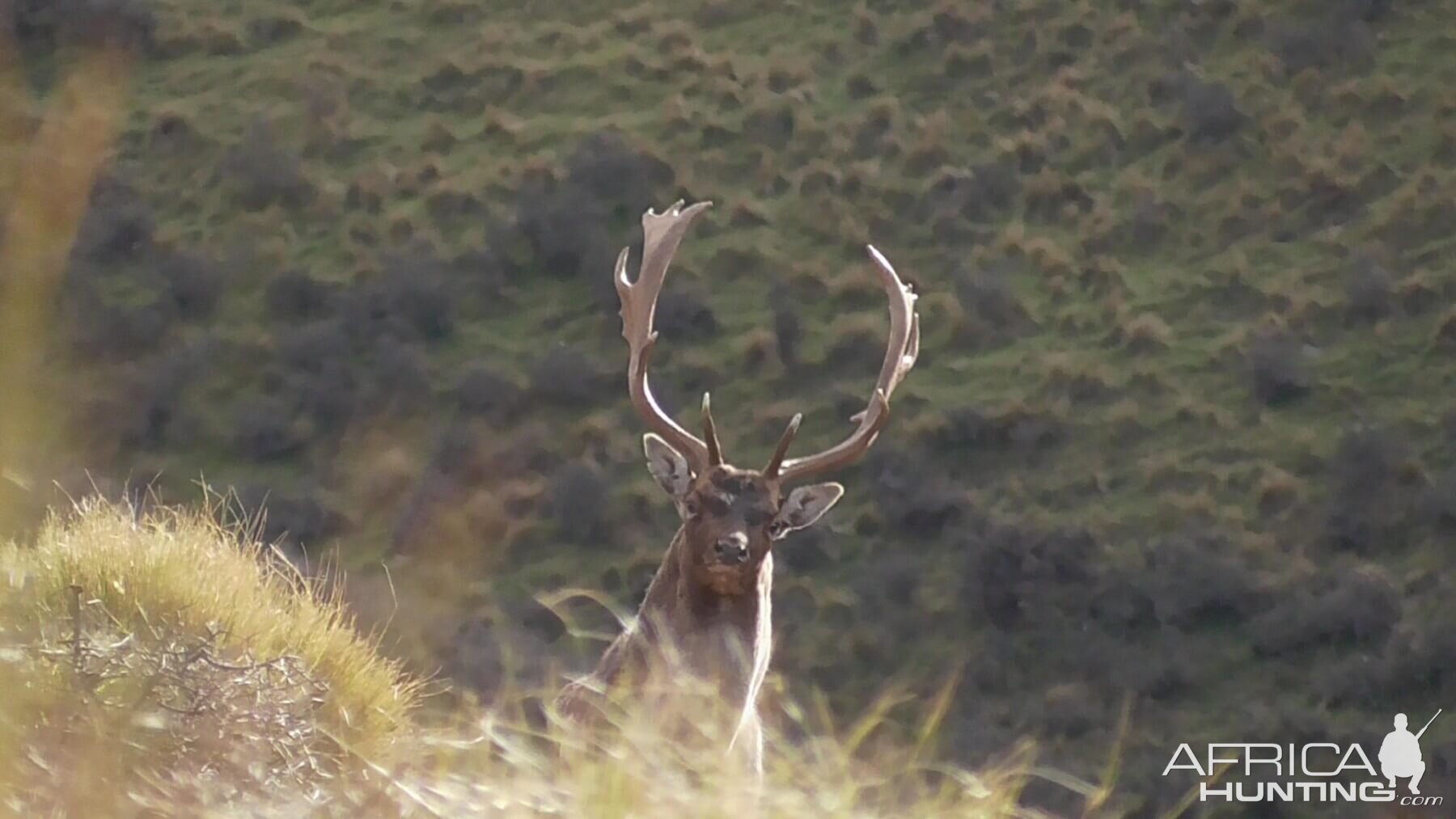 Fallow Deer in New Zealand