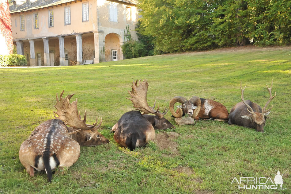 Fallow Deer,  Mouflon & Sika Deer Hunt Gold Medal - France