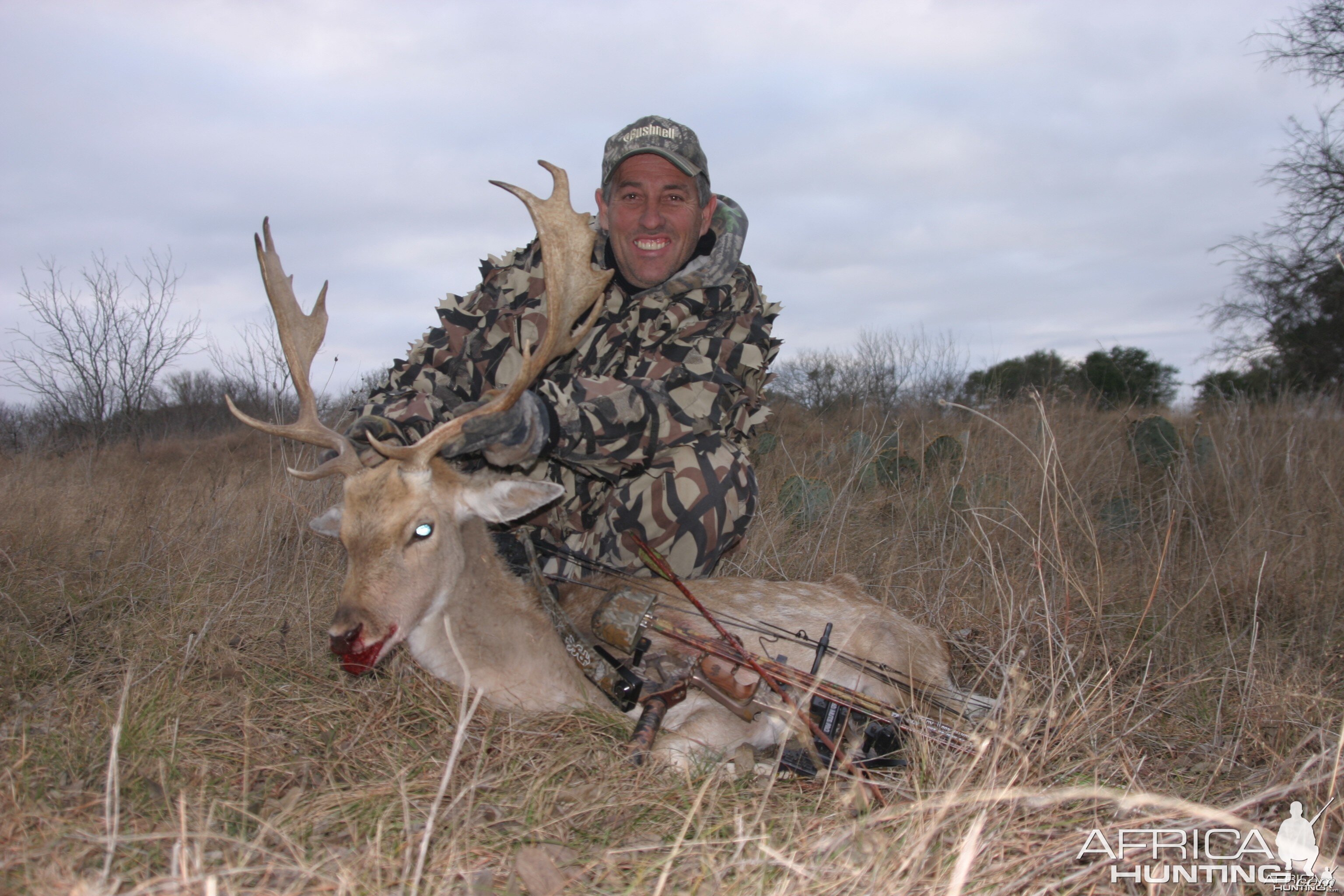 Fallow Deer-North America