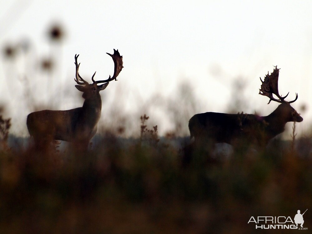 Fallow Deer Romania