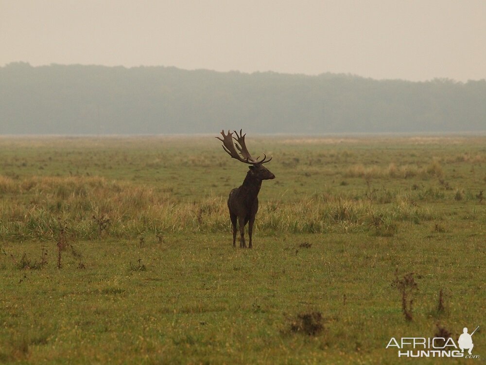 Fallow Deer Romania